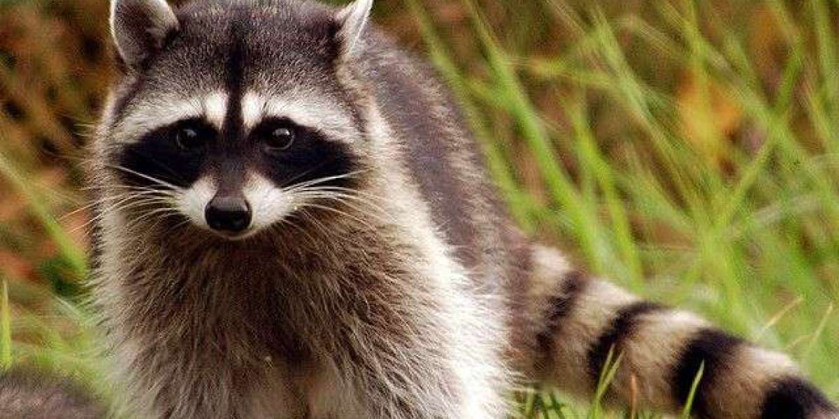 Raccoon Riddance in Brampton: A Complete Guide to Humane and Effective Raccoon Control