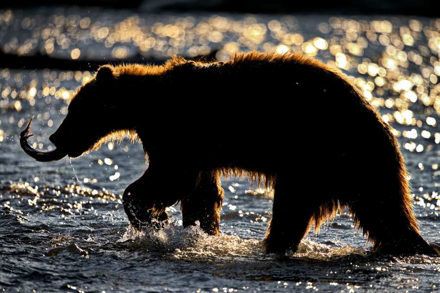 When is The Best Time To See Bears in Alaska | Grizzly Bear Tour in Alaska