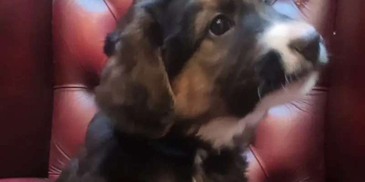 Dog For Sale: Transforming Puppy Sales Through Transparency, Care, and Community