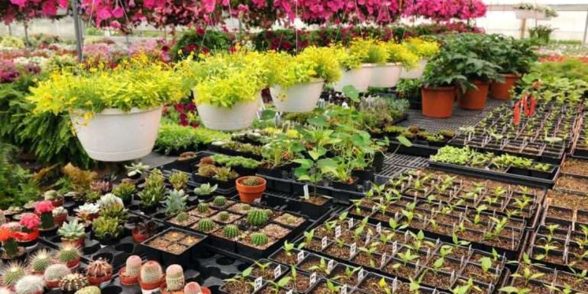 The Growing Trend: Buy Indoor Plants in Karachi and Across Pakistan Online