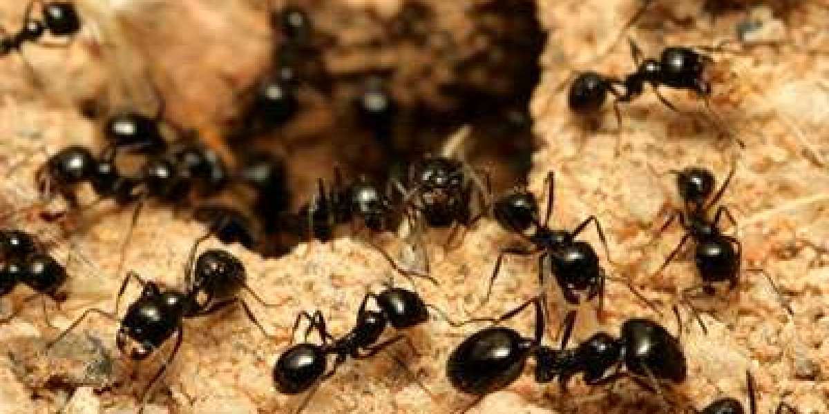 How to Oversee Summer Bug Issues?
