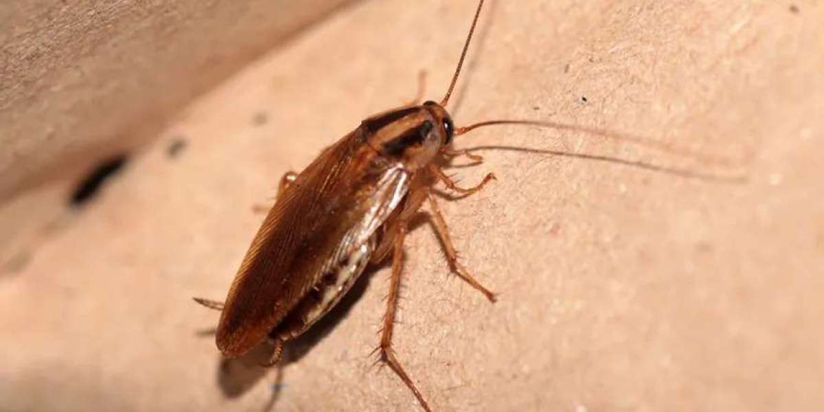 Is Your Melbourne Home at Risk of a Cockroach Infestation?