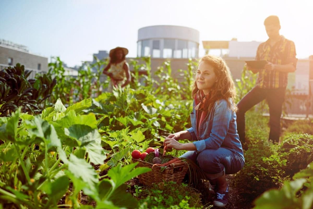Farm Digitisation: The Future of Scalable Agriculture i...