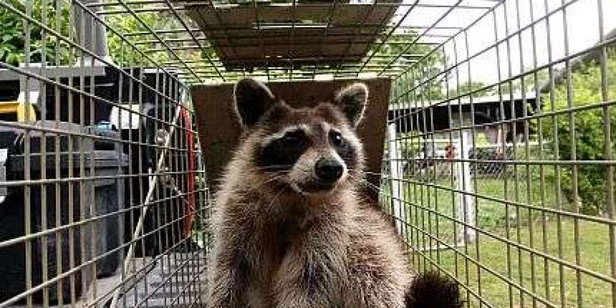 How To Keep Raccoons Away, According To An Expert