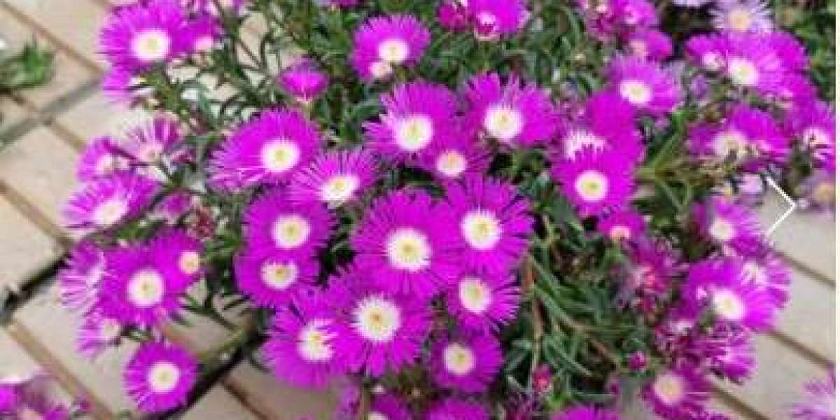 Purple Flower Delosperma – Bold Colour from Spring to Autumn