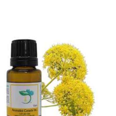 Galbanum Essential Oil Profile Picture