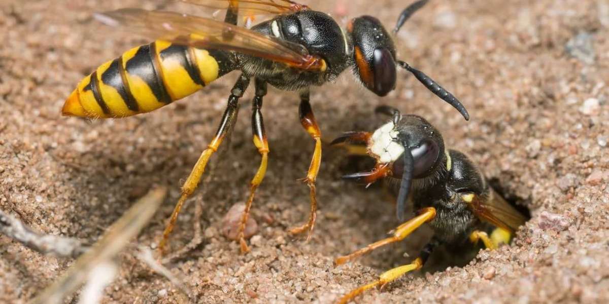 Are Common Household Pests in Melbourne Getting Harder to Eliminate?