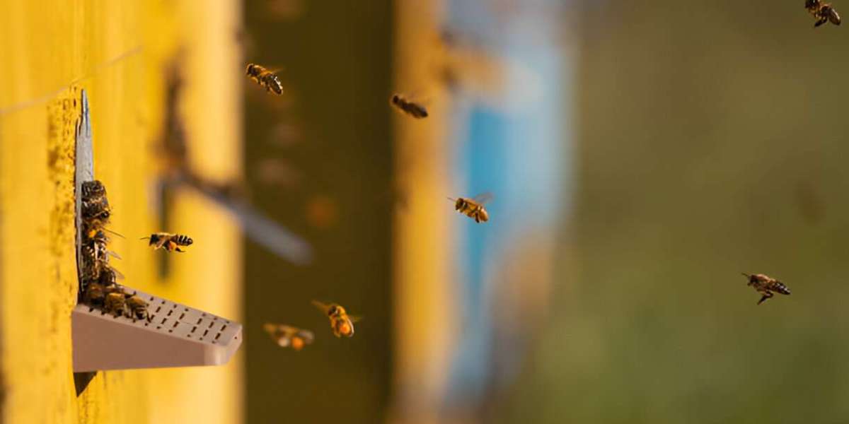 IoT Beehive Monitoring System: A Smart Revolution in Modern Beekeeping