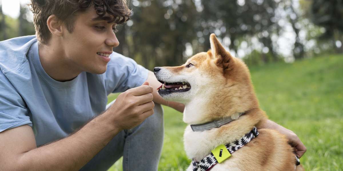 Which Are the Top Dog Walking Companies in New Orleans?