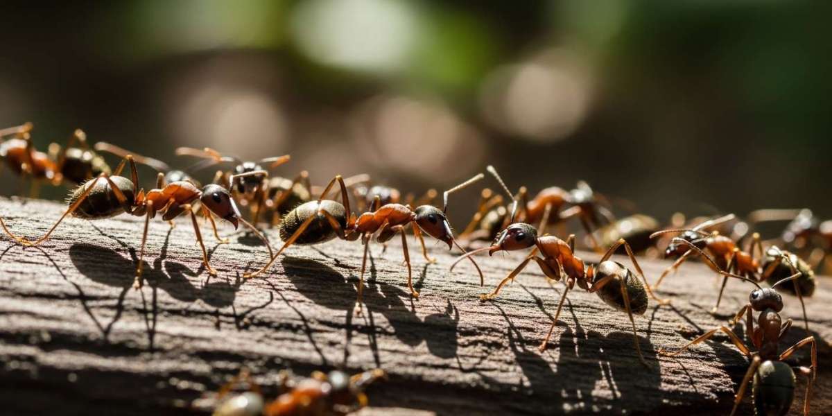 Not Just a Bug Problem: How Carpenter Ants Brampton Are Quietly Costing Homeowners Thousands