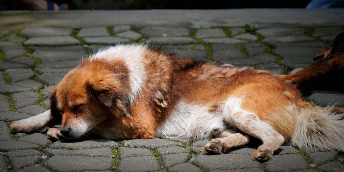 Care for Your Dog After Neutering: Warning Signs & Recovery Tips