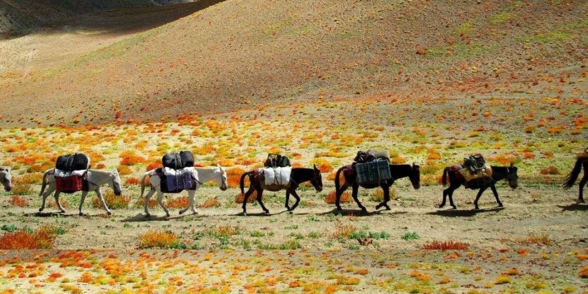 Nubra Valley Ladakh Travel Guide (2025): Best Time, Top Activities  Stunning Photo Spots