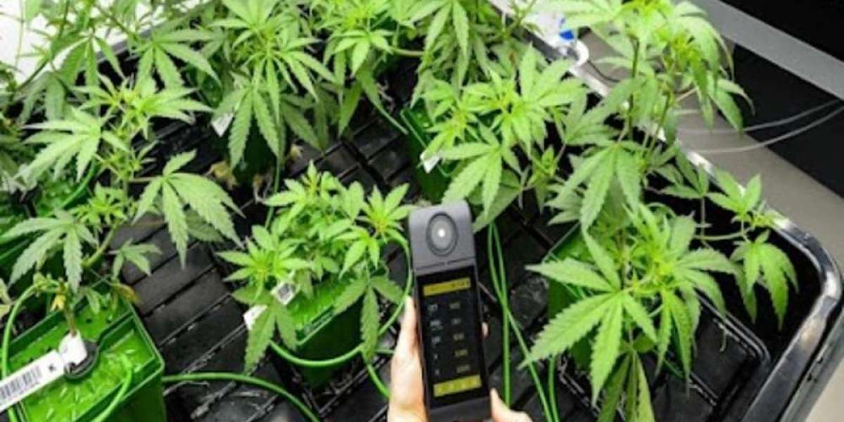 CBD Biarritz : profitez du bien-être naturel sur la Côte Basque