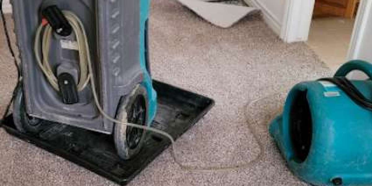 Clean You’re Carpet & Mold Removal with Experts in Elizabeth