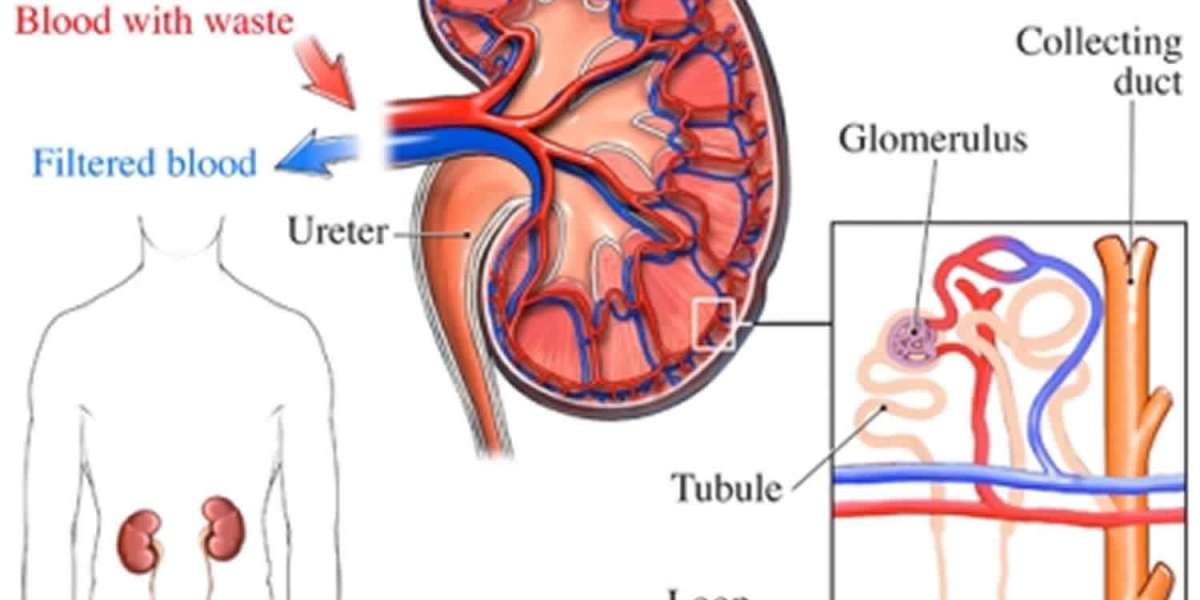 Finding Answers About Rare Kidney Diseases: Your Resource for Support and Information
