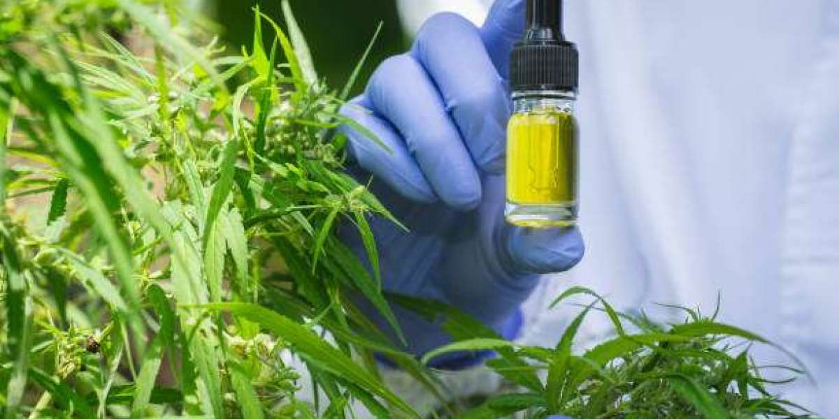 CBD Pau : Découvrez ses bienfaits et où trouver la meilleure qualité