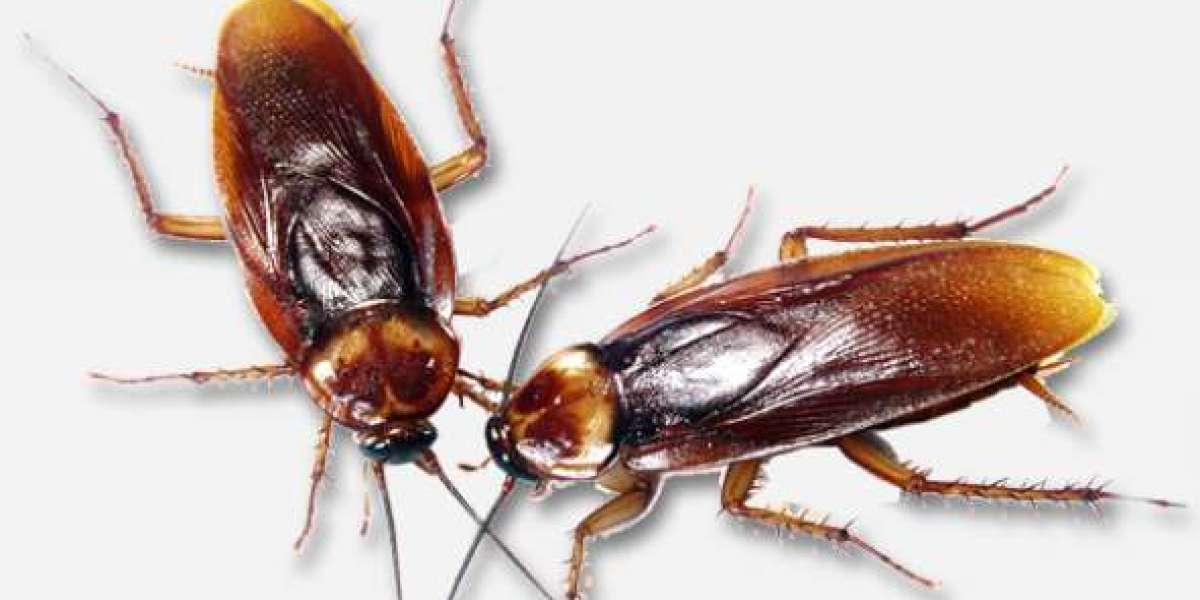 Effective Pest Control for Roaches in Las Vegas: Why Enviro Guard Pest Control is Your Best Choice