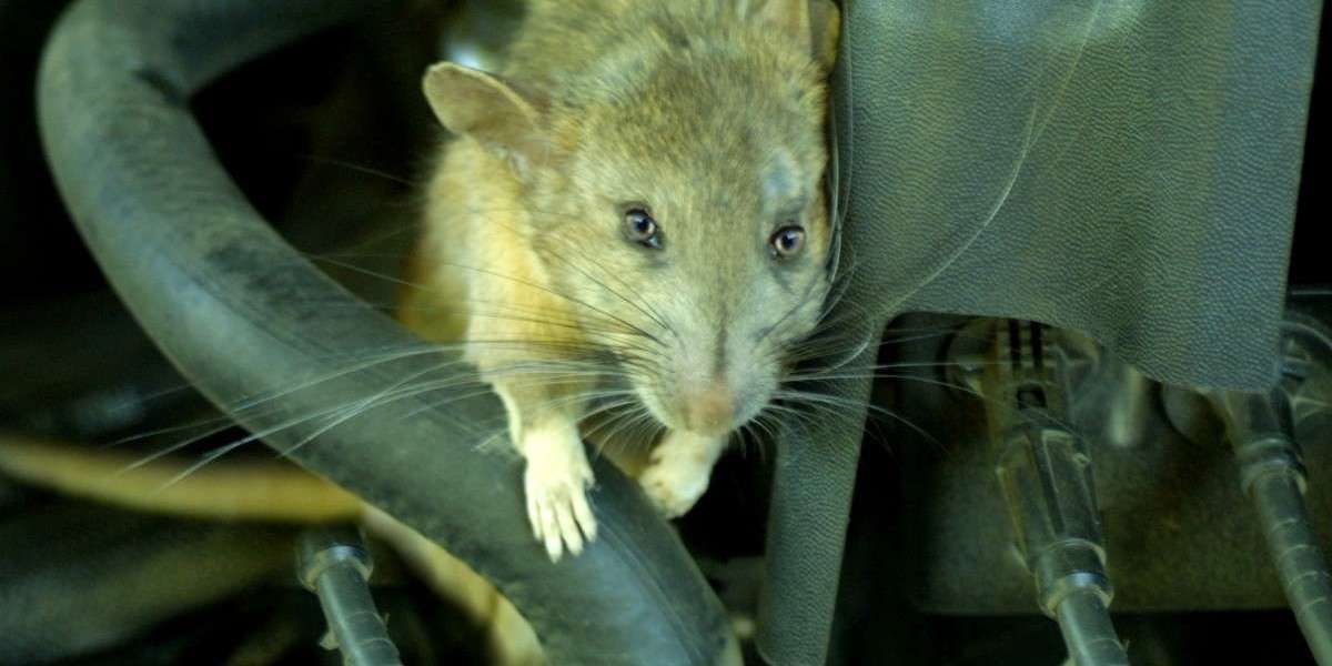 Enviro Safe Pest Control: Expert Wasp and Rodent Control Services in Melbourne