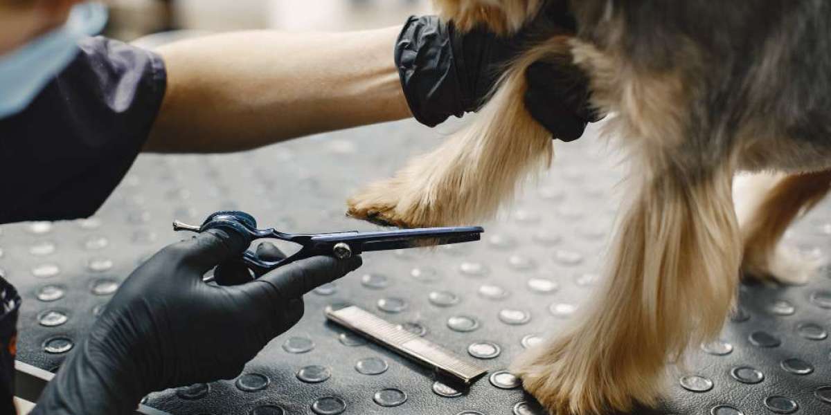 A Day at All Dogs Rock: What to Expect from Pet Grooming in West Palm Beach, FL