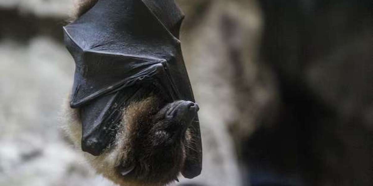 Bat Activity in Winter – What to Expect in the Coming Months