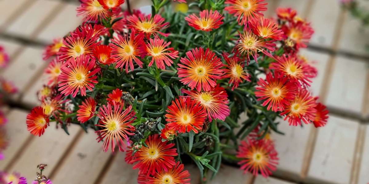Red Flower Delosperma  Vibrant Bold Blooms by Natura Creative