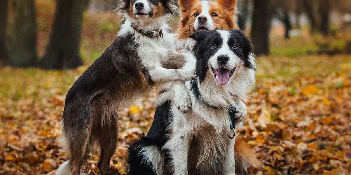 Trusted Source for Border Collie Puppies in New South Wales