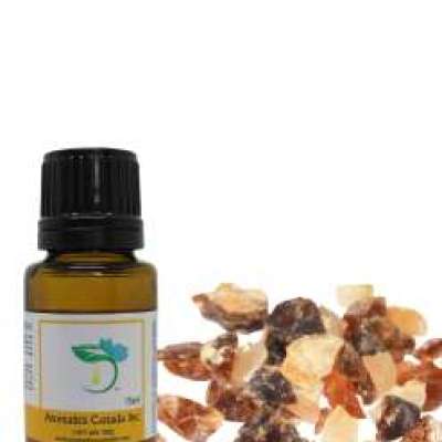 Frankincense Carterii Essential Oil Profile Picture