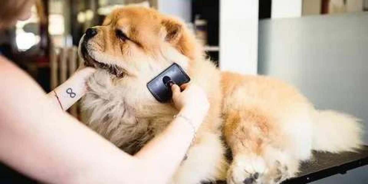 Top Cocker Spaniel Grooming Styles for Your Pup