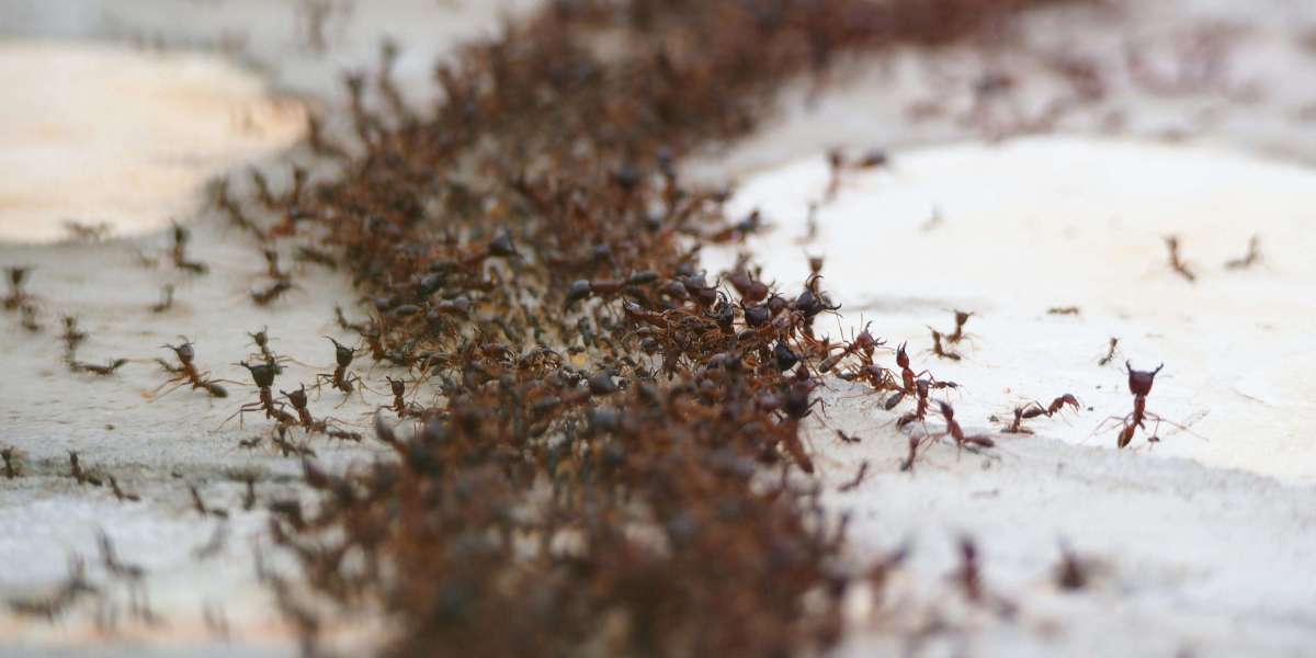 Is It Time for an Ant Inspection? Melbourne’s Got You Covered