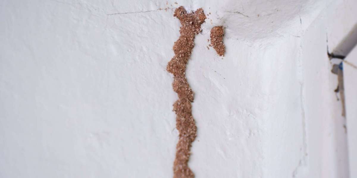 Everything You Should Know About Wood Termites