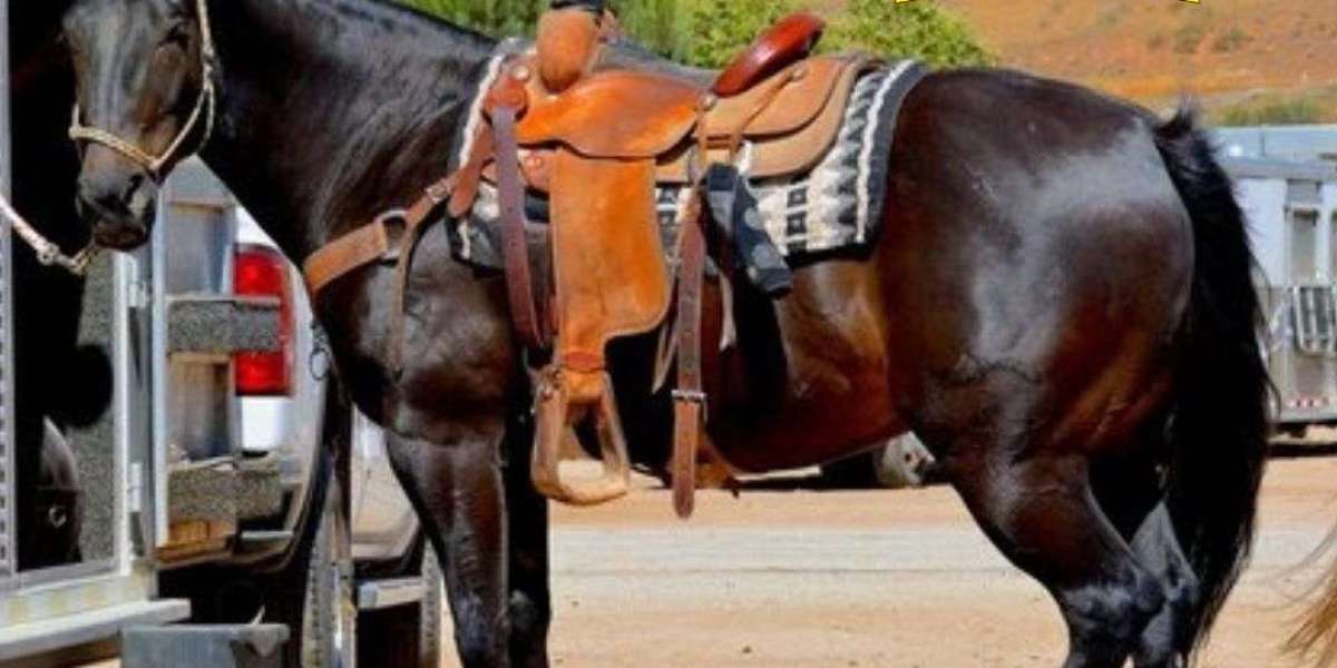 Expert Guide to Horse Moving Services in California