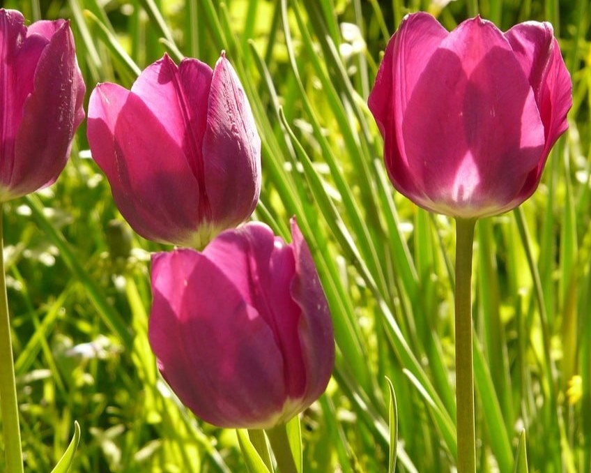 8 Beautiful Flower Bulbs to Plant in Fall - Creech Landscape