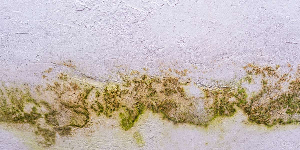 What Are the Health Risks of Mold Damage in Provo?