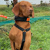 The Driven Dog: Master High Drive Dog Training Cork