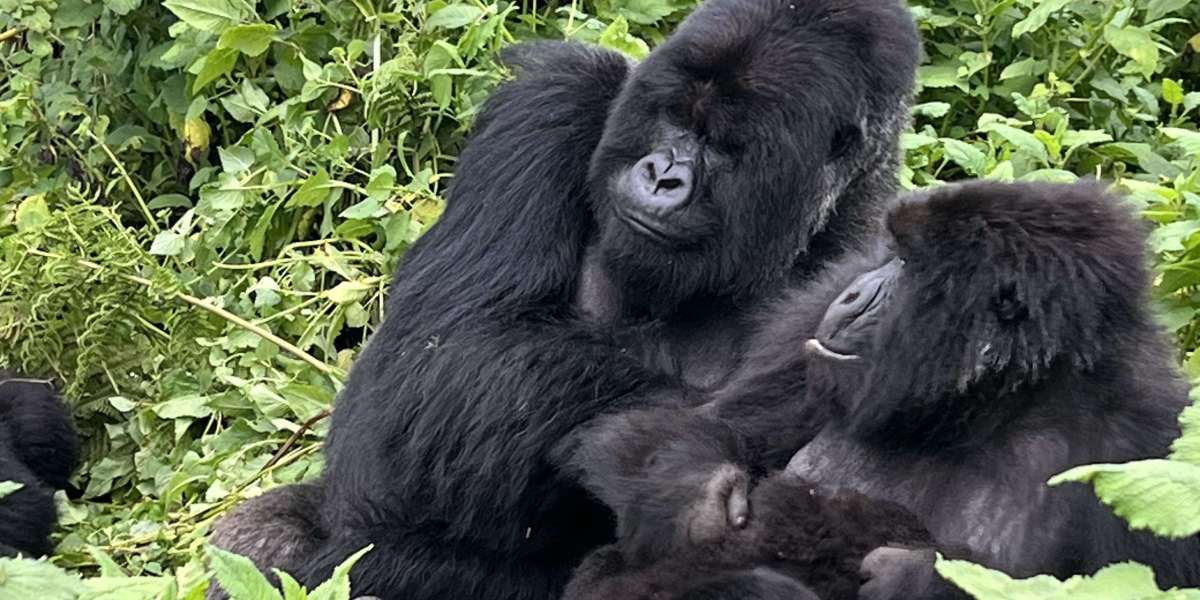 Visit Rwanda — Bookings and Essential Tips