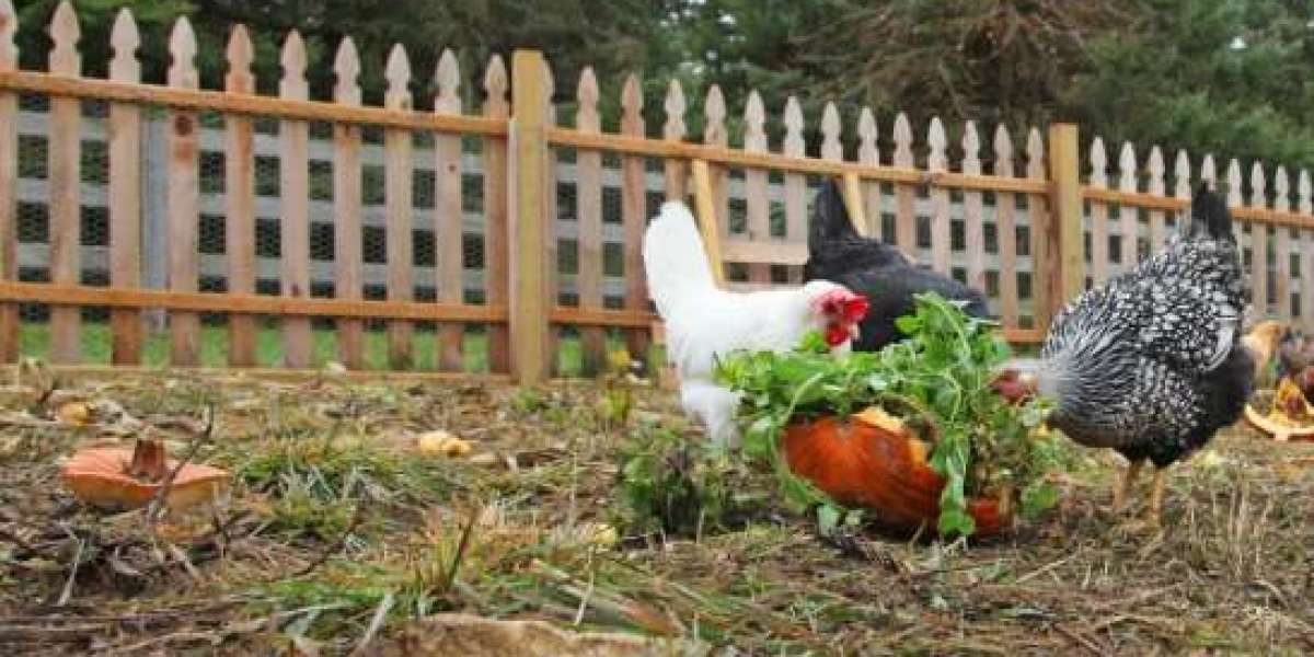 Ultimate Guide to Chicken Breeds