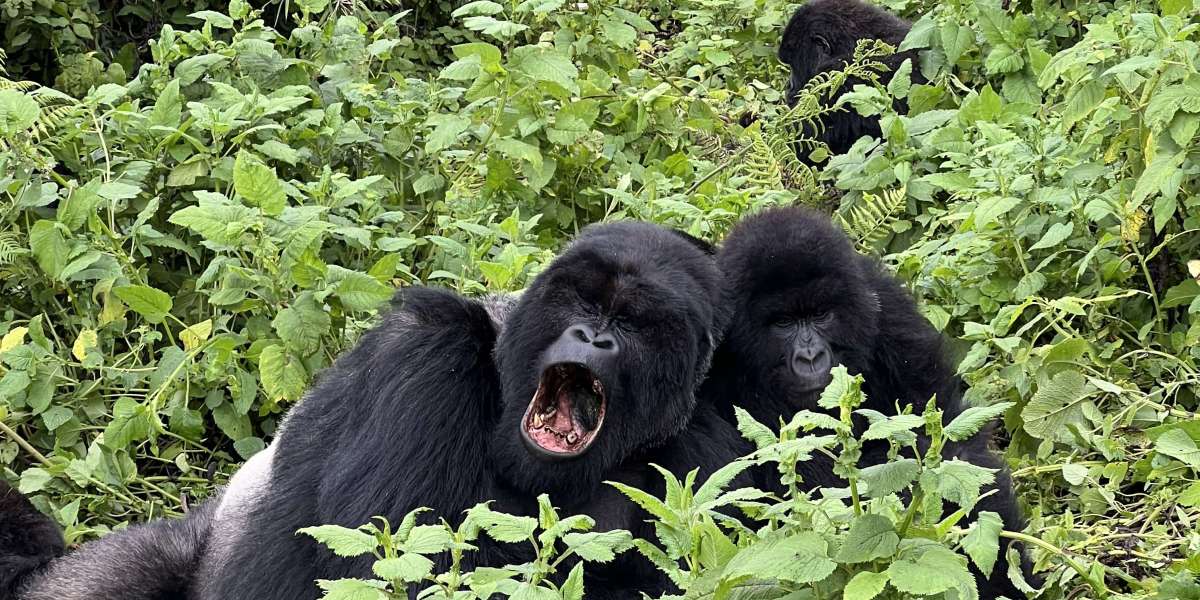 Book a Trip to Rwanda for Unforgettable Wildlife and Cultural Adventures