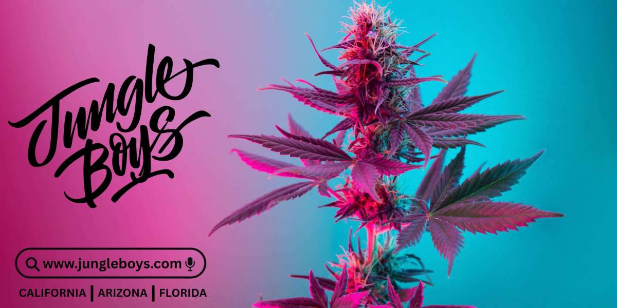 Premium Cannabis Flower: A Curated Selection of Excellence