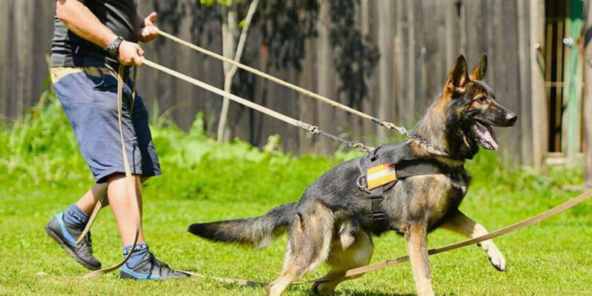 Trained Protection Dogs for Sale: The Ultimate Family Guard Dogs for Sale