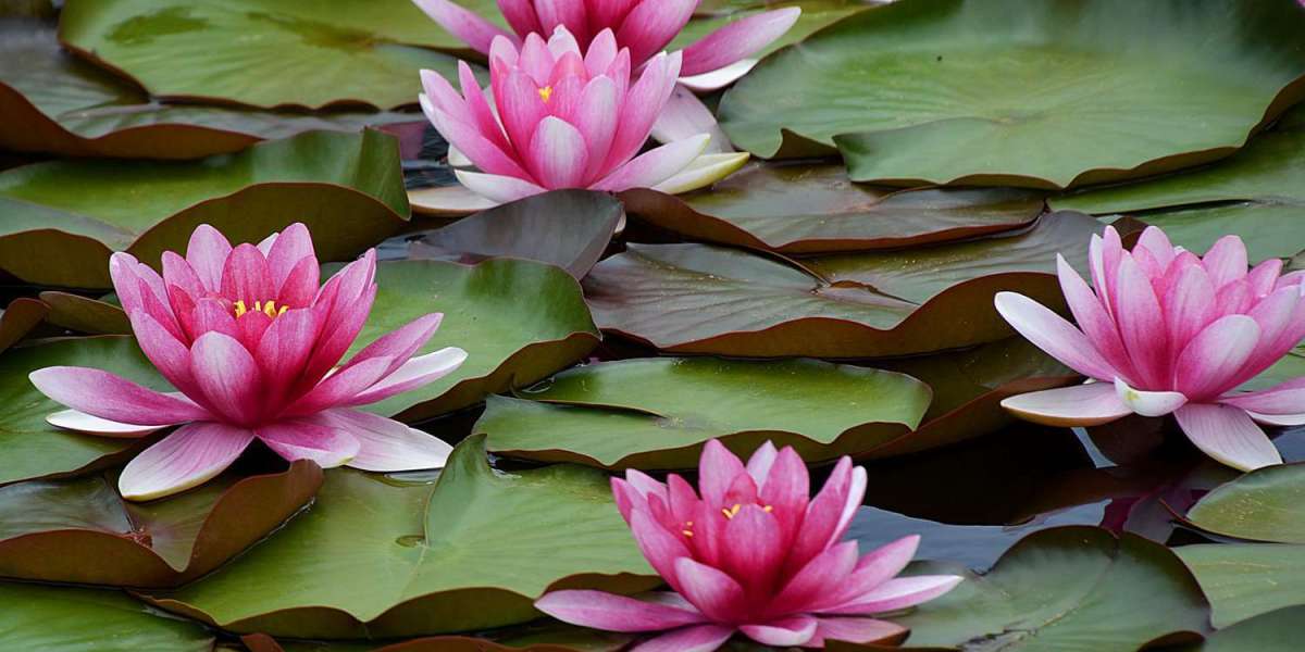 Endangered Water Lily Species You Should Know About