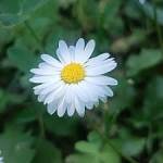 noorfatima