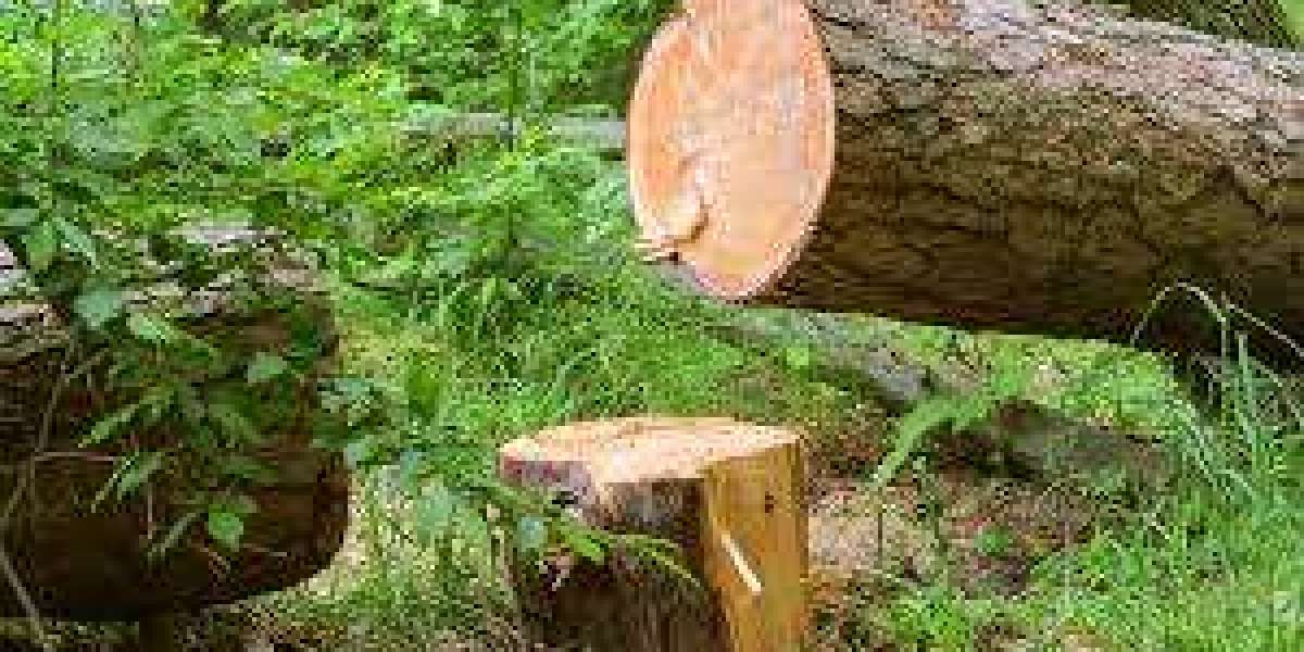 Tree arborist Auckland