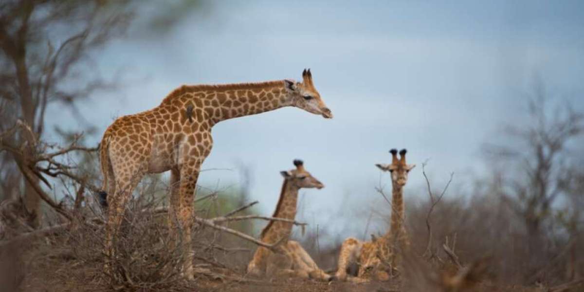 Vencha Travel Offers Personalized Travel Planning and Luxury Safari Packages Throughout East Africa