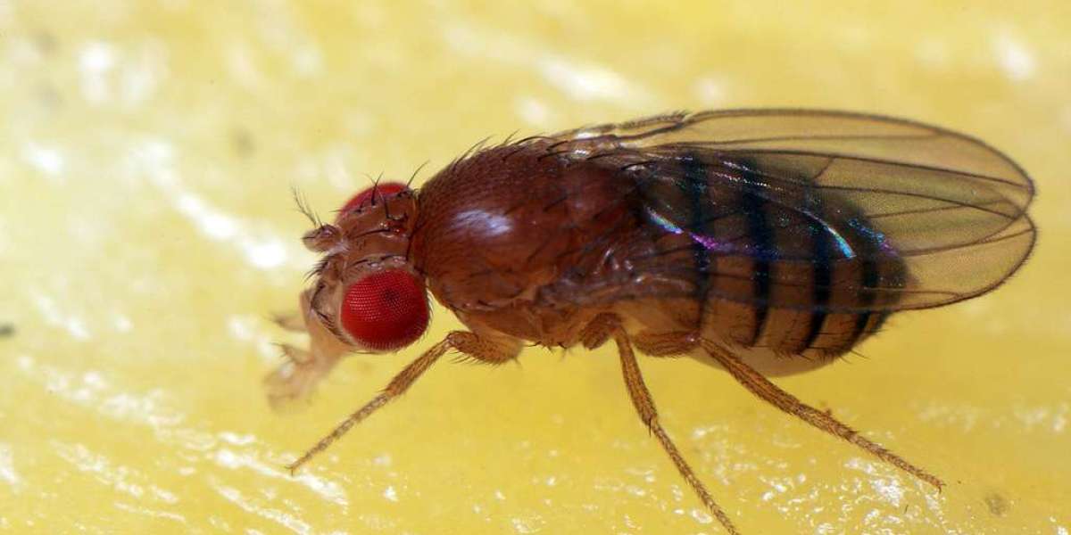 Eco-Safe Solutions on How to Get Rid of Fungus Gnats Fast