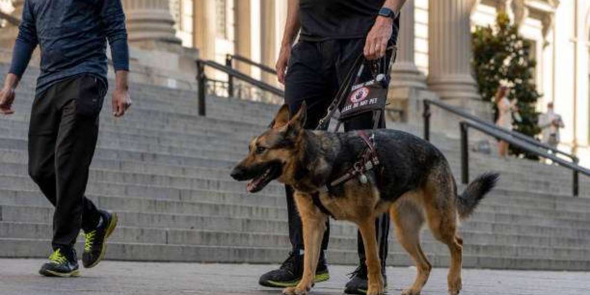 Dog Training Fredericksburg VA – Strengthening the Human-Canine Relationship
