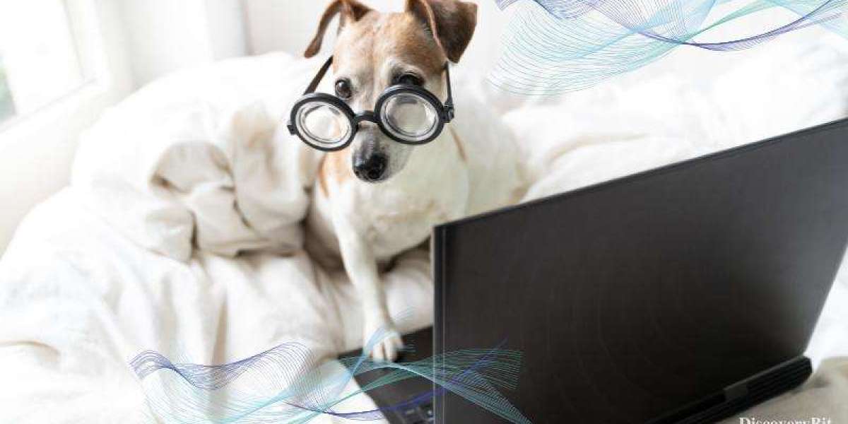 Top 60 Smartest Animals in the World | Discovery Bit