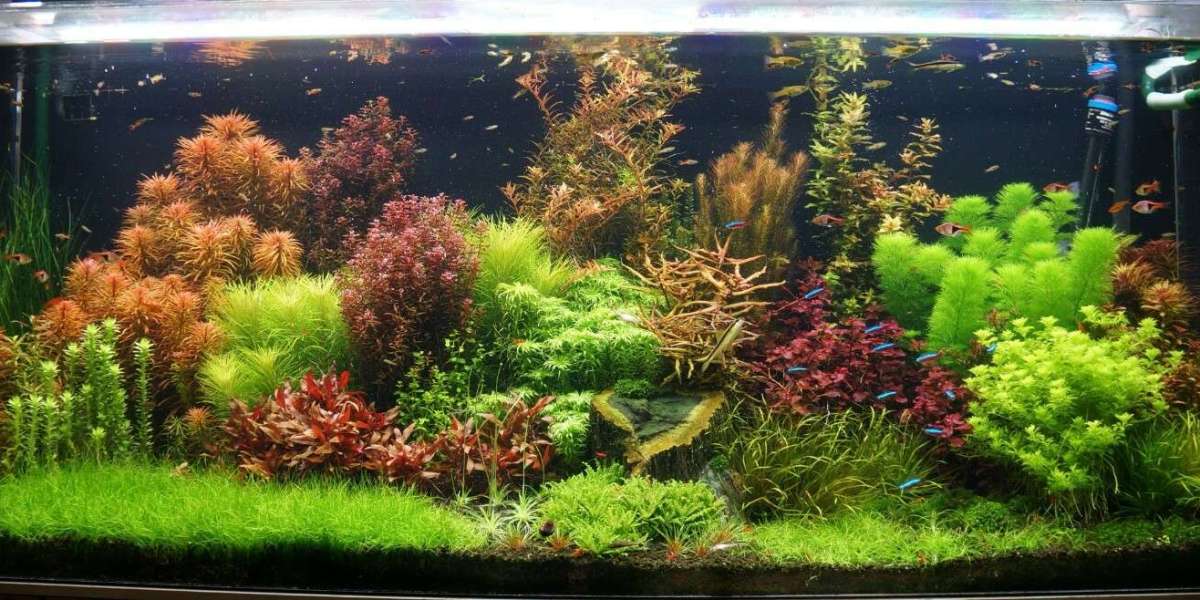 Aquarium Water Treatment Market Insights: Technological Innovations, Regional Analysis, and Competitive Landscape