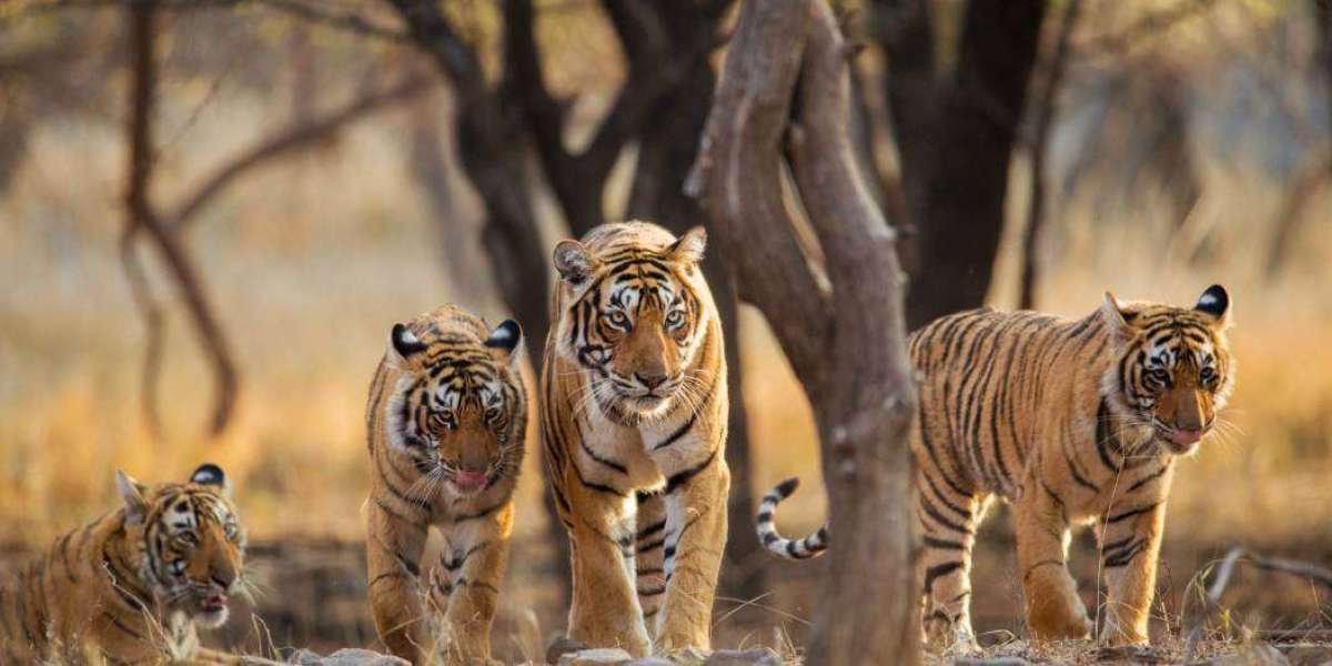 Bandhavgarh National Park: A Complete Guide to Tiger Safari in India