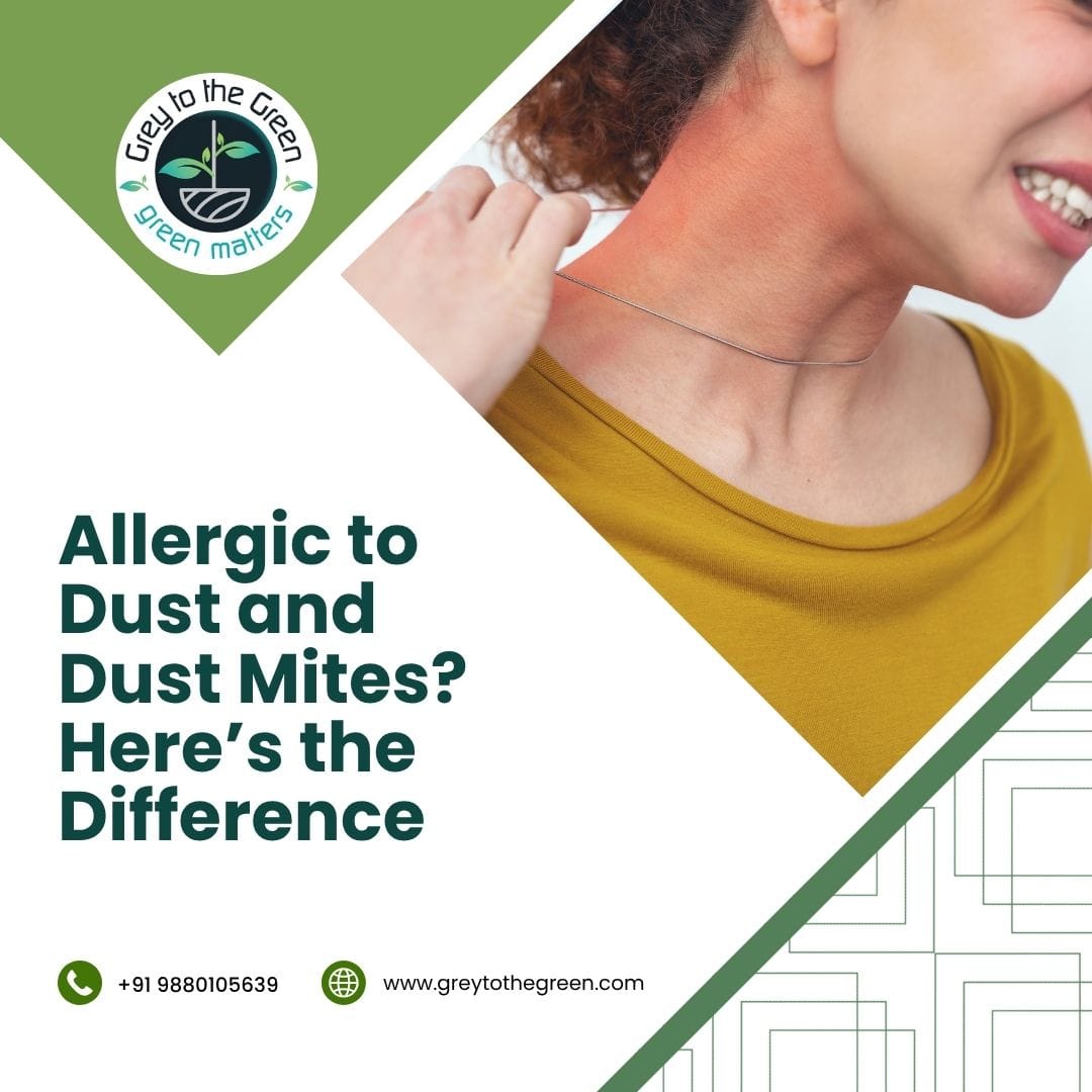 Allergic to Dust and Dust Mites? Here’s the Difference