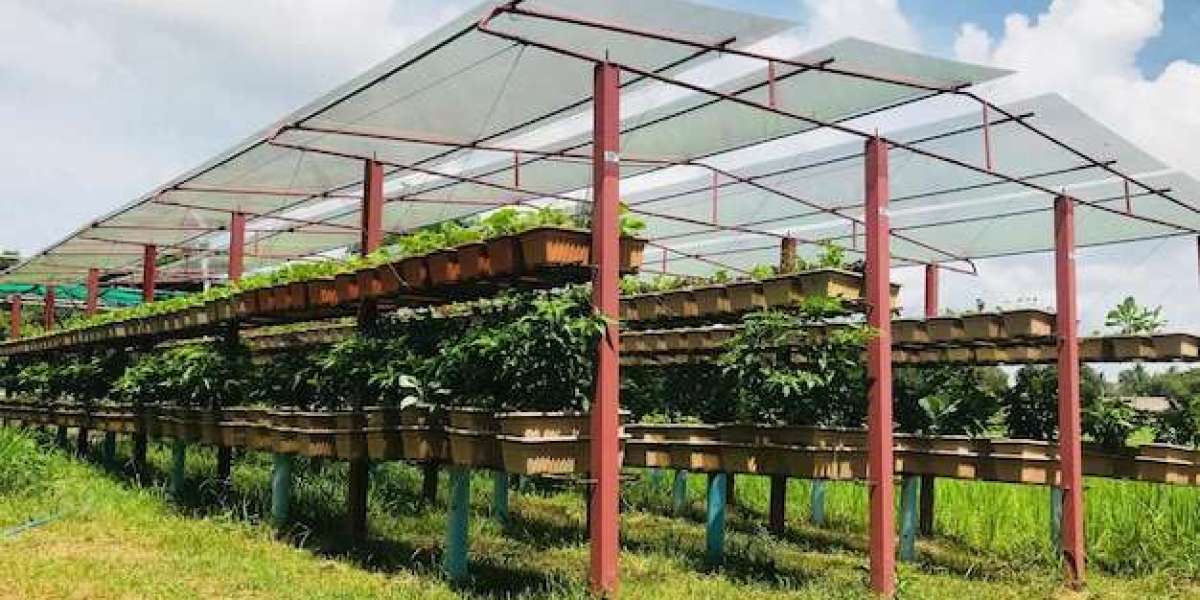 Discover the Best Pacific Greenhouse for Sale Online in 2025